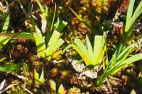 Narthecium ossifragum
