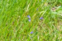 Campanula rapunculus