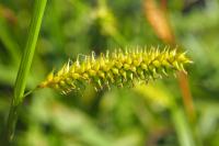 Carex vesicaria