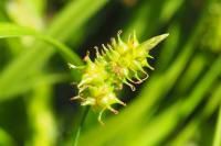 Carex viridula