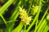 Carex viridula