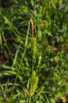 Carex vesicaria