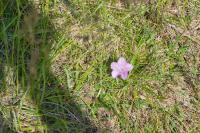 Convolvulus cantabrica