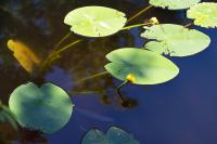 Nuphar lutea
