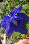 Aquilegia pyrenaica