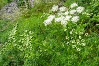 Coristospermum lucidum