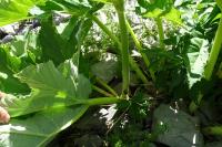 Heracleum pyrenaicum
