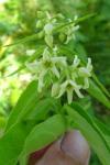 Vincetoxicum hirundinaria