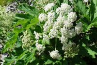 Heracleum pyrenaicum
