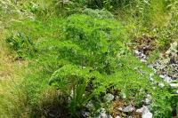 Coristospermum lucidum