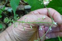 Circaea lutetiana