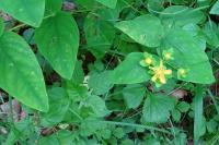 Hypericum androsaemum