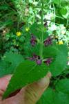 Stachys sylvatica