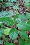 Circaea lutetiana