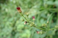 Scrophularia auriculata