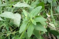 Scrophularia auriculata