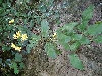 Jacobaea aquatica
