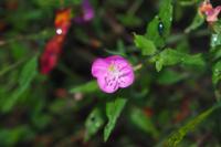 Oenothera rosea