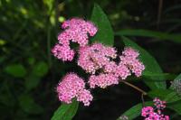 Spiraea japonica