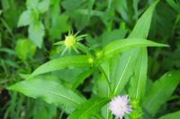 Knautia dipsacifolia