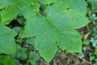 Acer pseudoplatanus