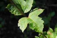 Viburnum opulus