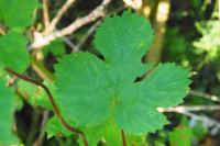 Humulus lupulus
