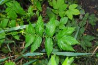 Filipendula ulmaria