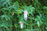 Buddleja davidii