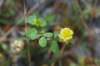Trifolium campestre