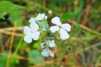 Hesperis matronalis