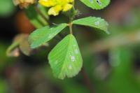 Trifolium campestre