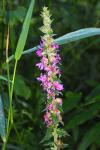 Lythrum salicaria