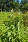 Althaea officinalis