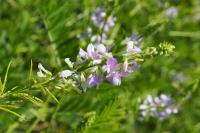 Galega officinalis