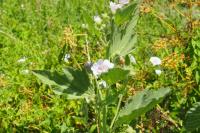 Althaea officinalis