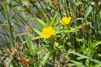 Ludwigia grandiflora