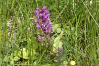 Dactylorhiza majalis