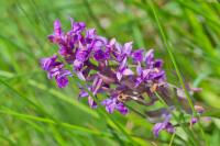 Dactylorhiza majalis