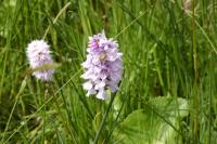 Dactylorhiza fuchsii