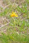 Arnica montana