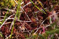 Drosera rotundifolia