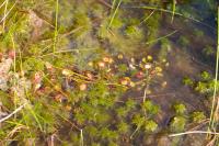 Drosera rotundifolia