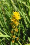 Narthecium ossifragum