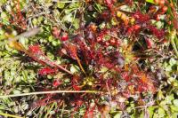 Drosera intermedia