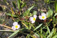 Baldellia ranunculoides