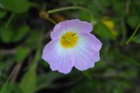 Baldellia ranunculoides