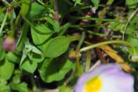 Baldellia ranunculoides
