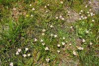 Baldellia ranunculoides