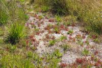 Drosera intermedia